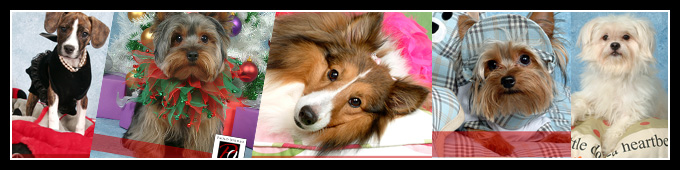 Pet Portrait