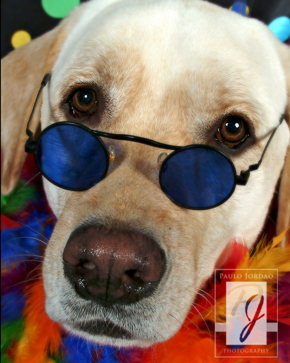 Pet Portrait